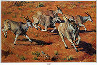 Zakkie Eloff - The Running Eland